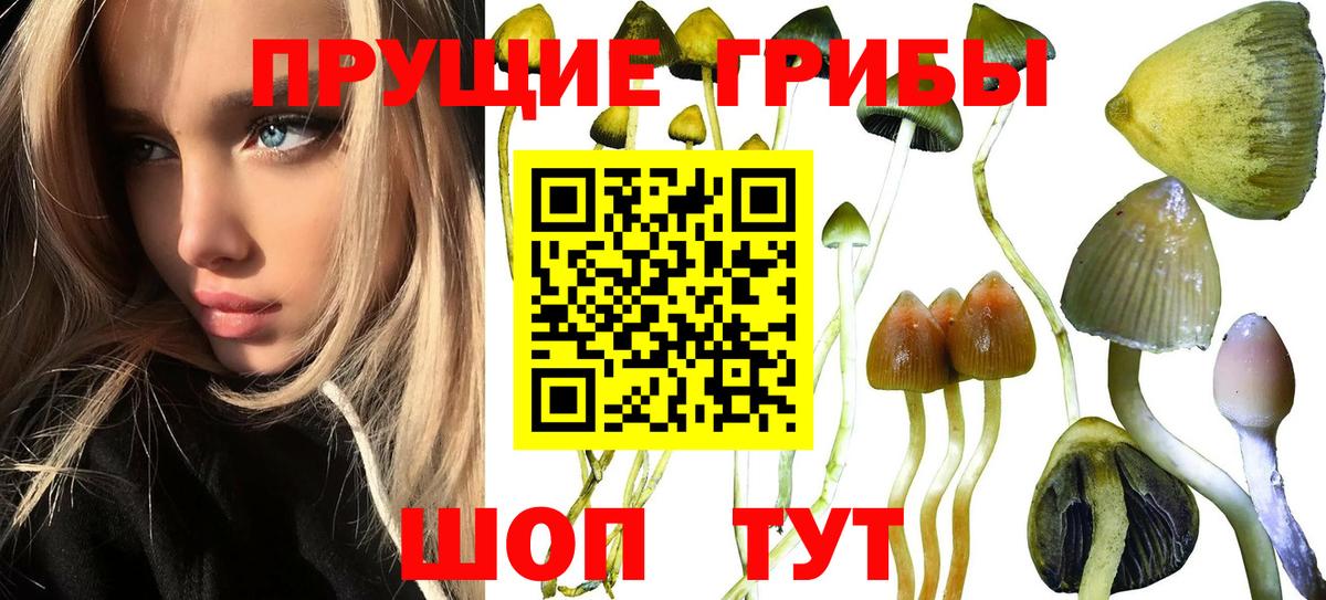 Псилоцибиновые грибы Cubensis Белгород